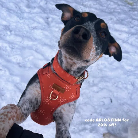 Finn is rocking his new @sniffandbark harness and collar that came in a bundle f