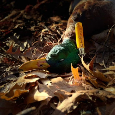 It won’t be long. These hot days will turn into cold days, full of mallards and 