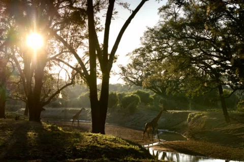 Golden hour in the African wilderness. 🦒🌅

As the sun slips through the ancien