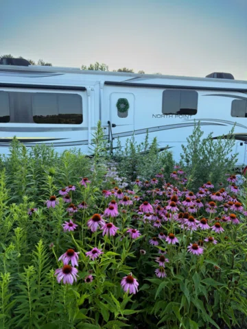 🌼 Your Friday reminder: everything takes time to bloom.

We planted these wildf