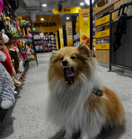 Cloud joined the Greencross Vets Glen Eira gang at the grand opening of the new 