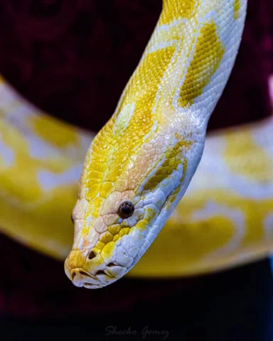 📷📷🐍

@alolacon_torreon 
@cct_torreon

#cuervo #animales #serpiente #piton