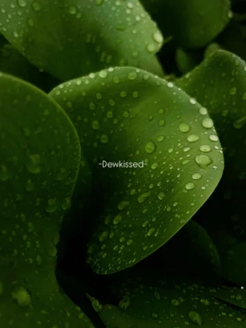 🌿
.
.
.
.
.
.
.
.
.
.
.
.
.
.
@apple #shotoniphone #iphone #iphone12 #kadamakku