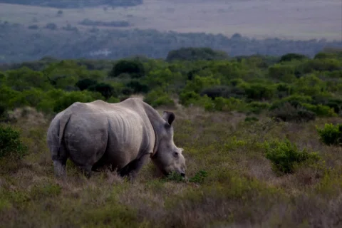 🦏🦏🦏🦏🦏🦏🦏
Thandi is more than a rhino — she is a symbol of hope, of respons