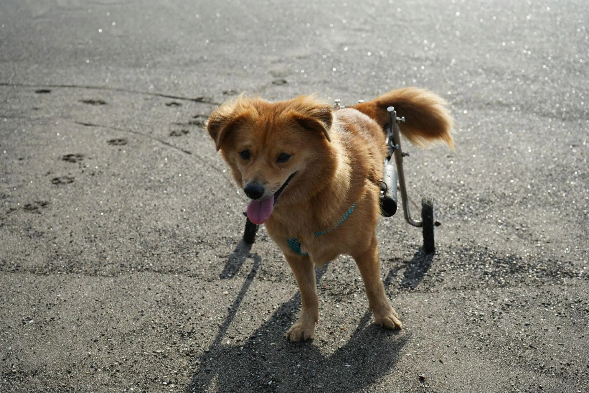 Mobility Support in Dog