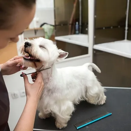 Local Dog Groomers Westchase