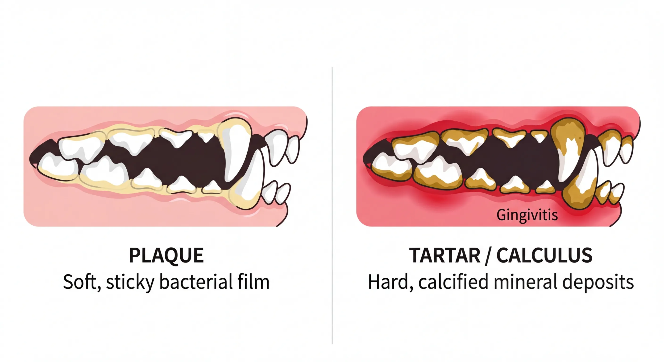 dog dental plaque vs. tartar/calculus