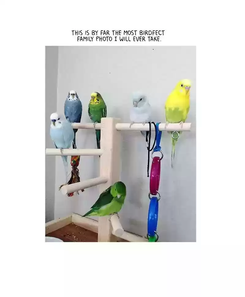 A Budgie's Life Chaper 163: Ep.162: