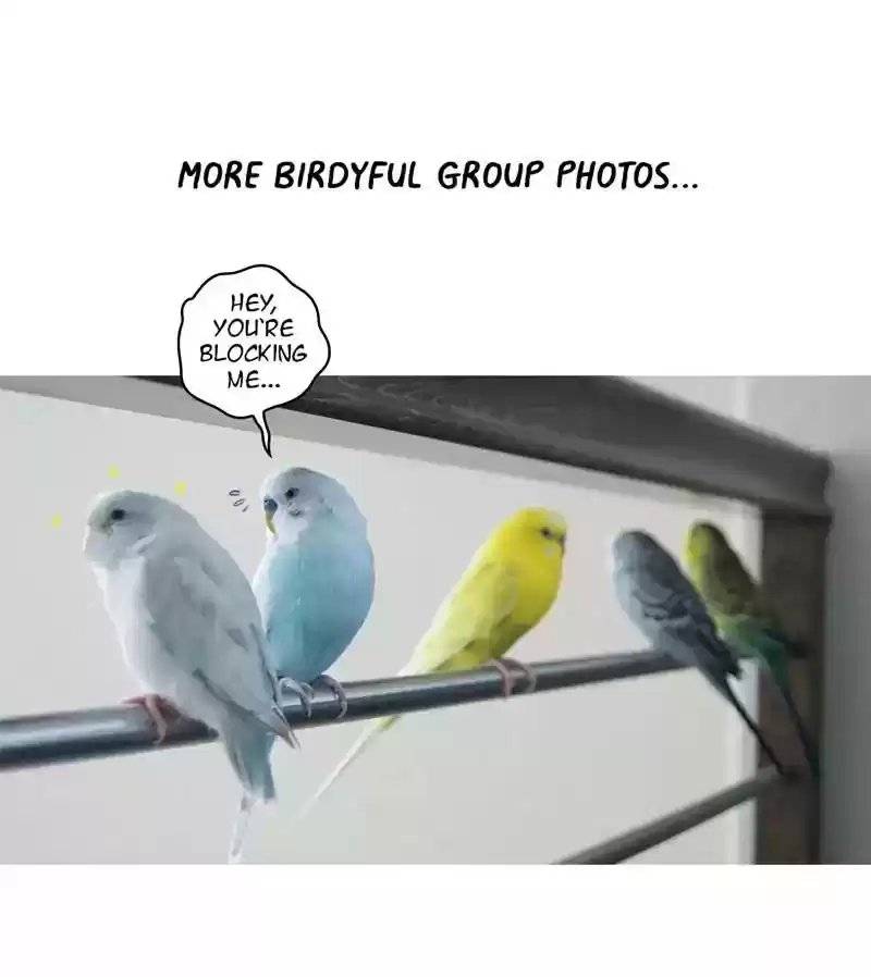 A Budgie's Life Chaper 163: Ep.162: