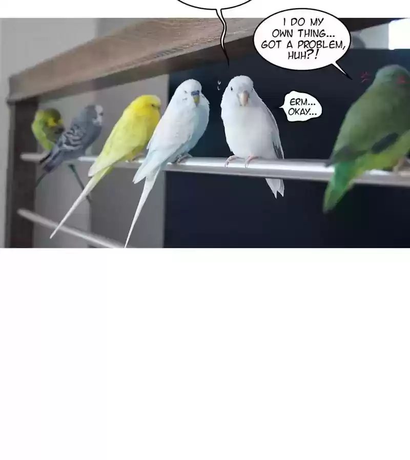 A Budgie's Life Chaper 163: Ep.162: