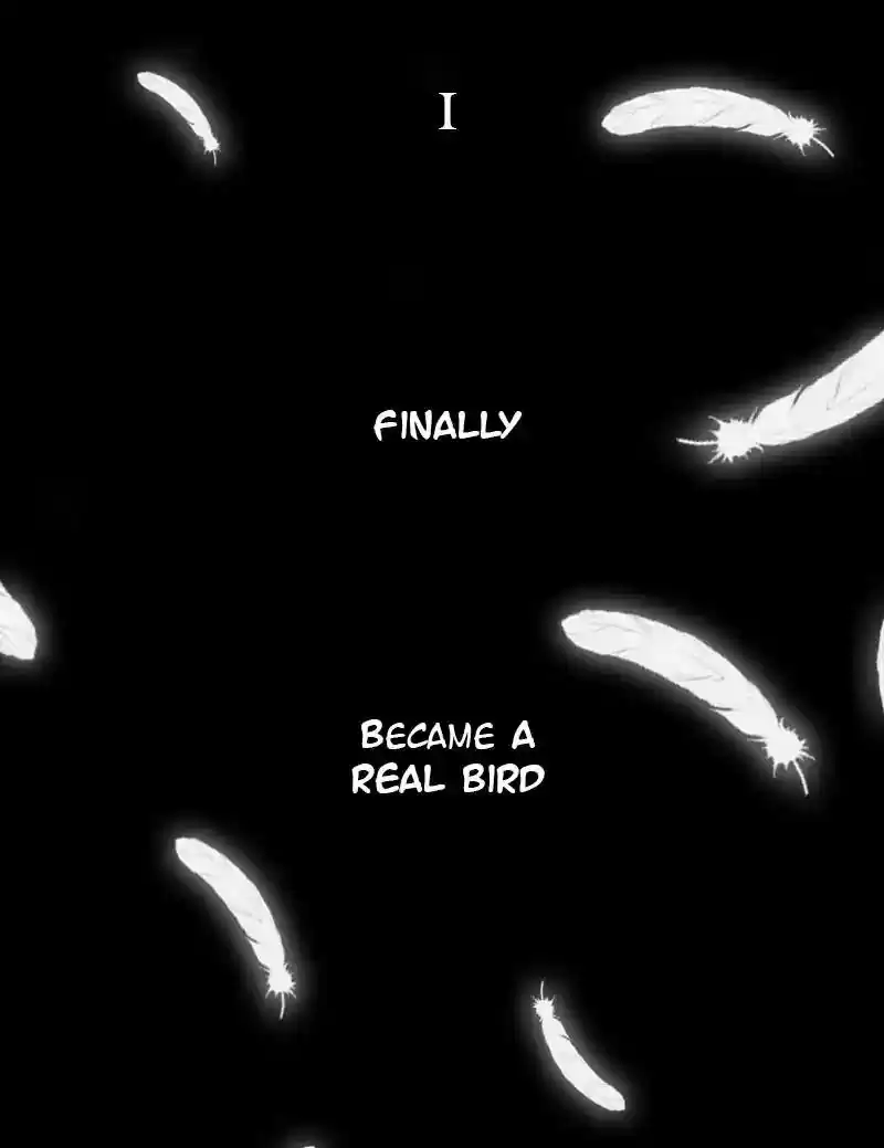 A Budgie's Life Chapter 1: Ep.1: