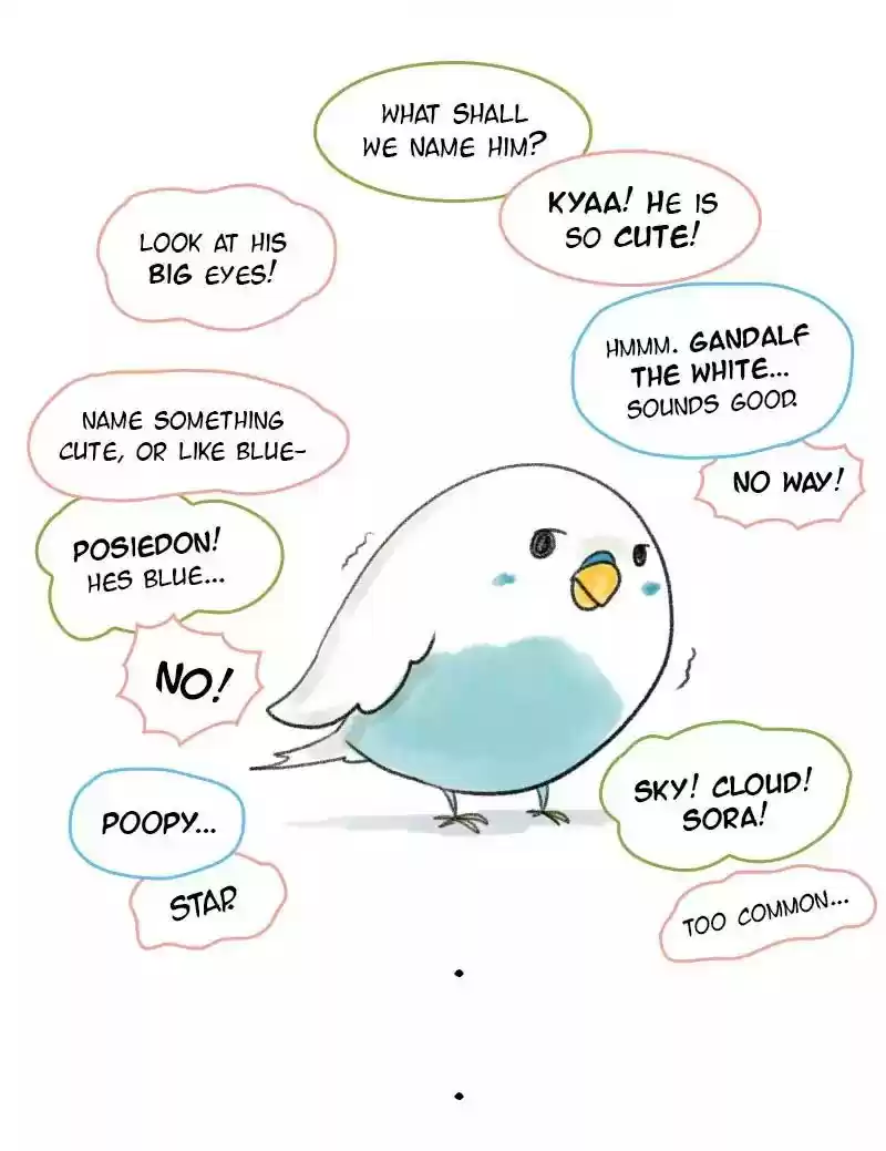 A Budgie's Life Chapter 1: Ep.1: