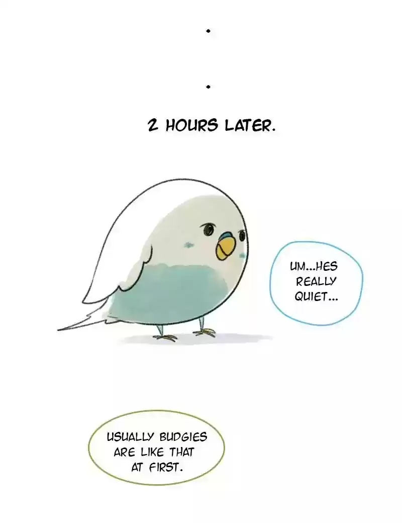 A Budgie's Life Chapter 1: Ep.1: