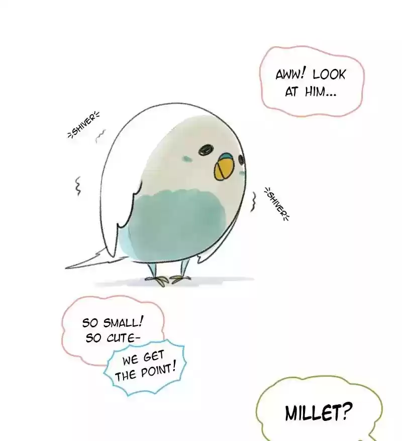 A Budgie's Life Chapter 1: Ep.1:
