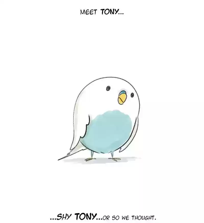 A Budgie's Life Chapter 1: Ep.1: