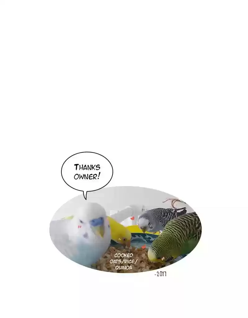 A Budgie's Life Chapter 101: Ep.101: