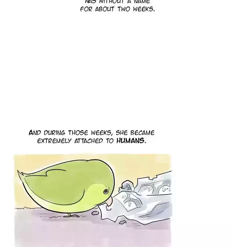 A Budgie's Life Chapter 104: Ep.104: