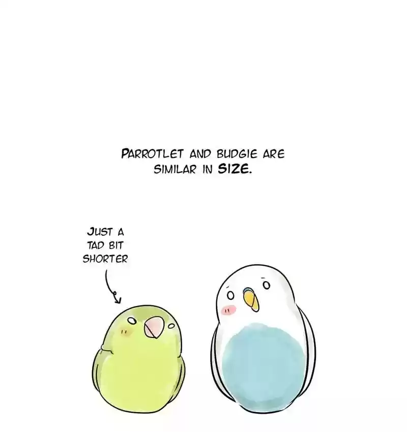 A Budgie's Life Chapter 105: Ep.105:
