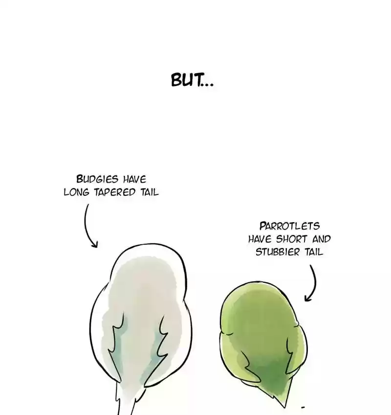 A Budgie's Life Chapter 105: Ep.105: