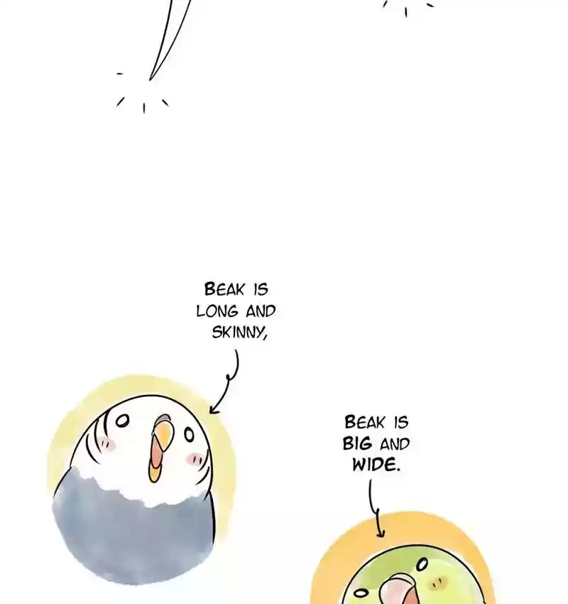 A Budgie's Life Chapter 105: Ep.105: