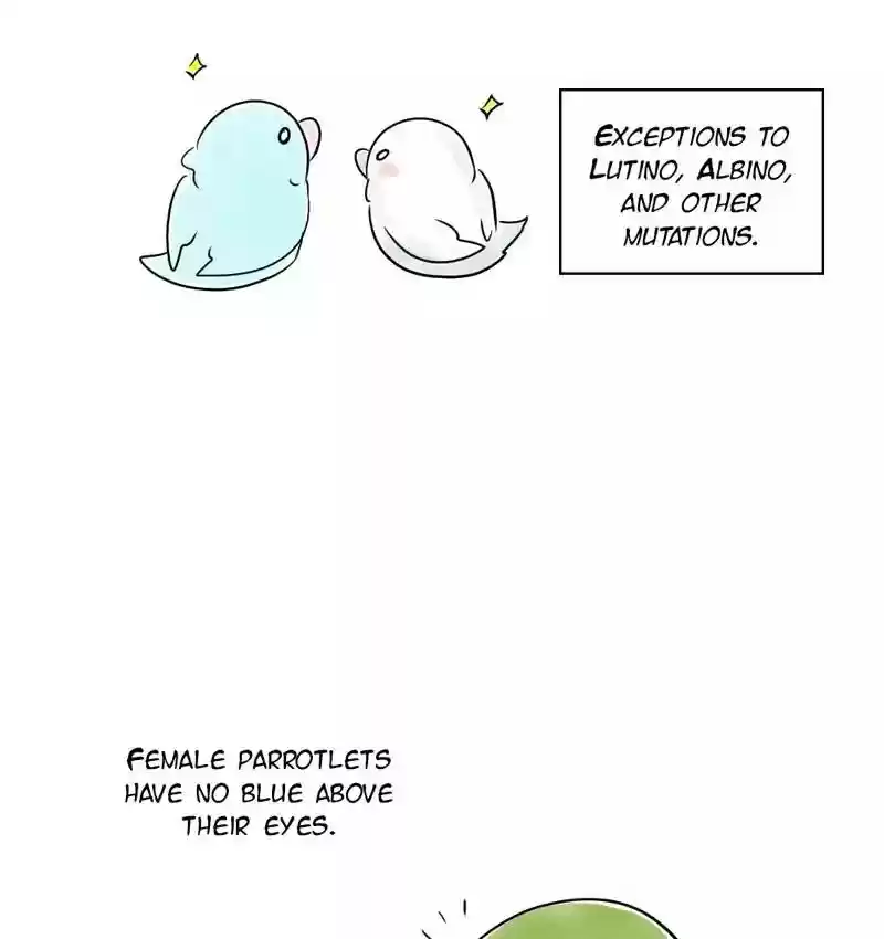 A Budgie's Life Chapter 105: Ep.105: