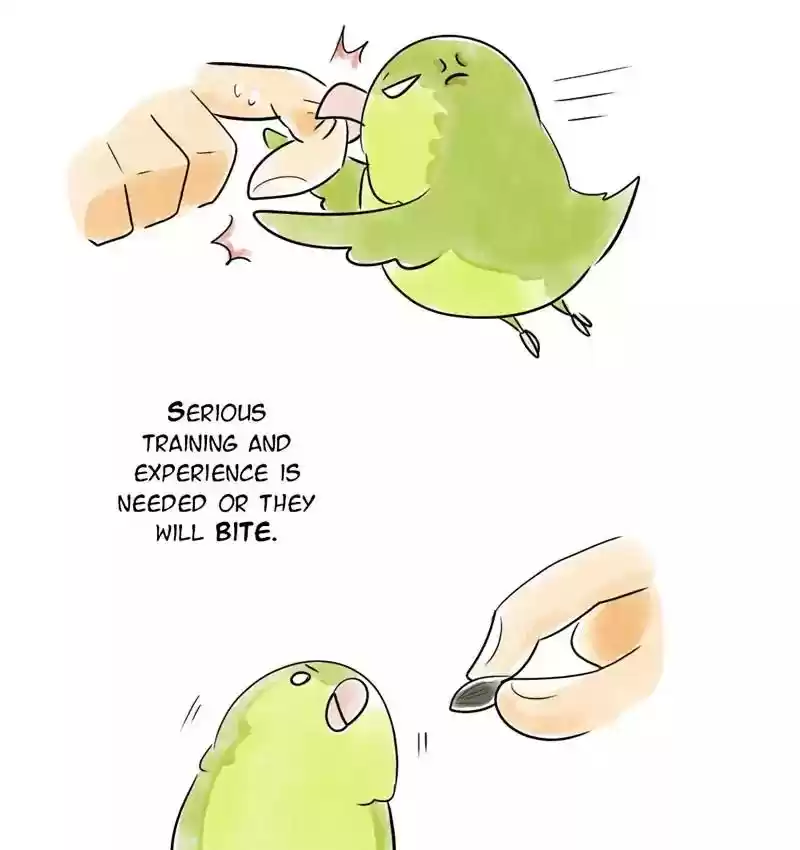 A Budgie's Life Chapter 105: Ep.105: