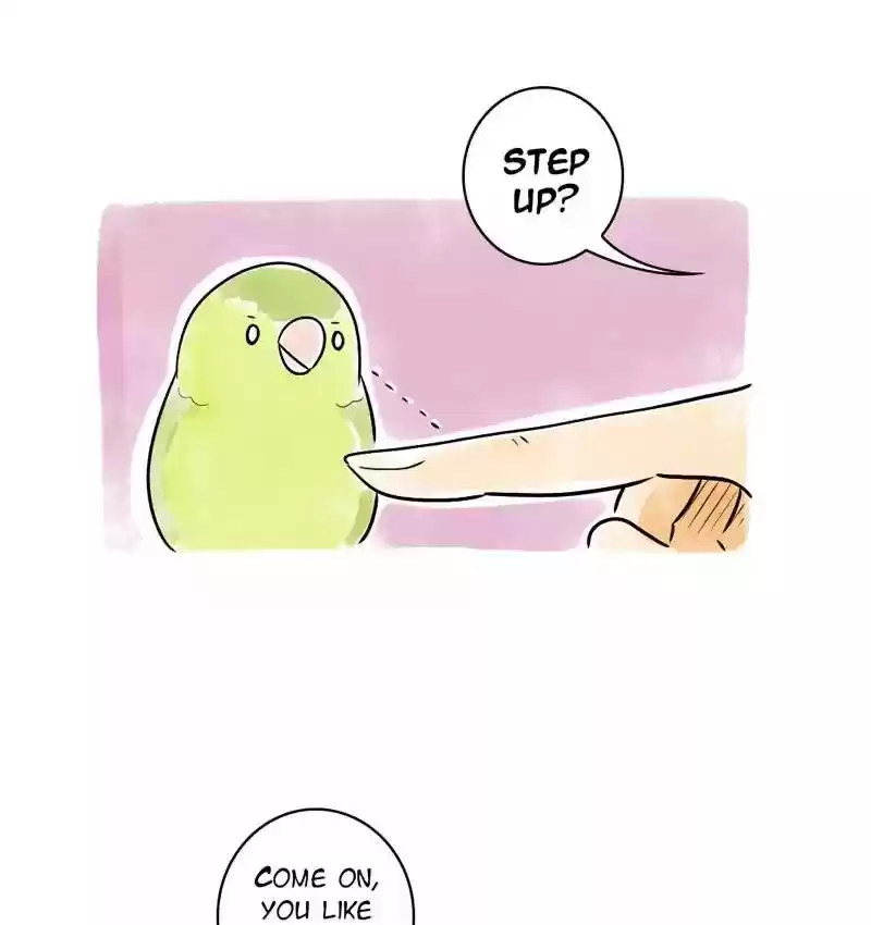A Budgie's Life Chapter 106: Ep.106: