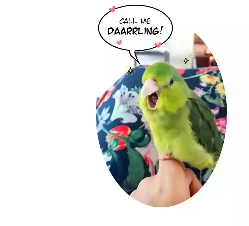 A Budgie's Life Chapter 107: Ep.107: