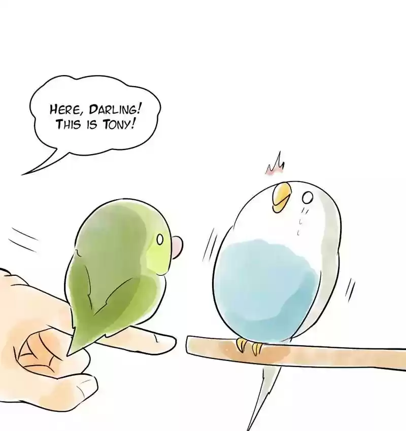 A Budgie's Life Chapter 109: Ep.109: