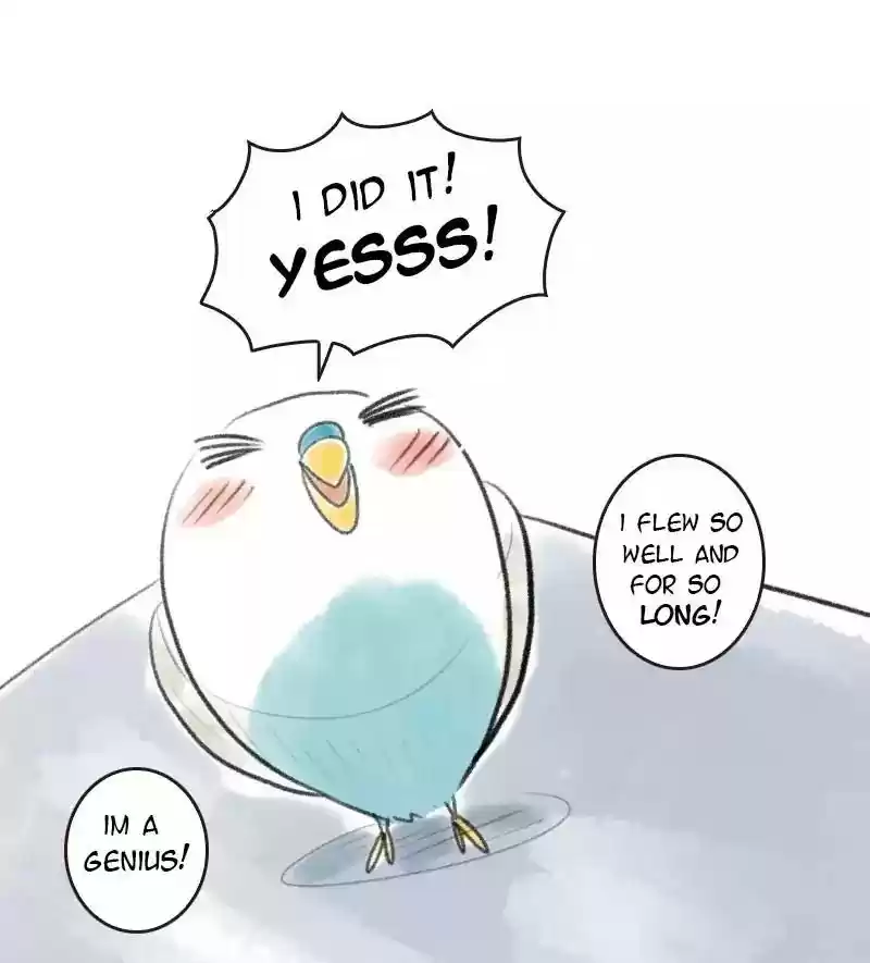 A Budgie's Life Chapter 11: Ep.11: