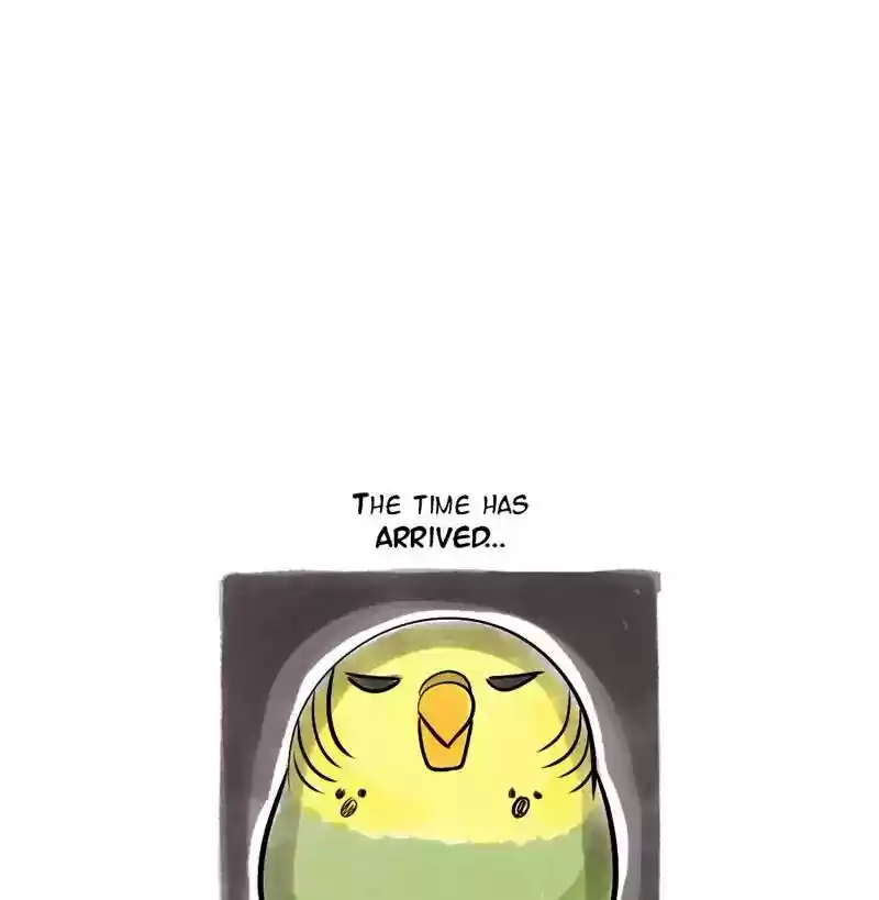 A Budgie's Life Chapter 111: Ep.111: