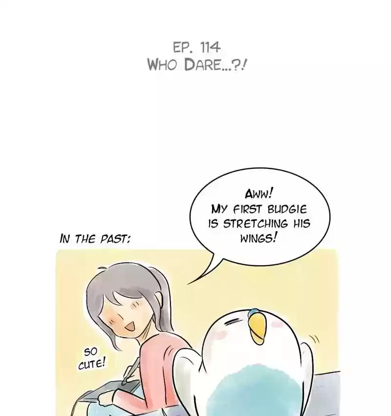 A Budgie's Life Chapter 114: Ep.114: