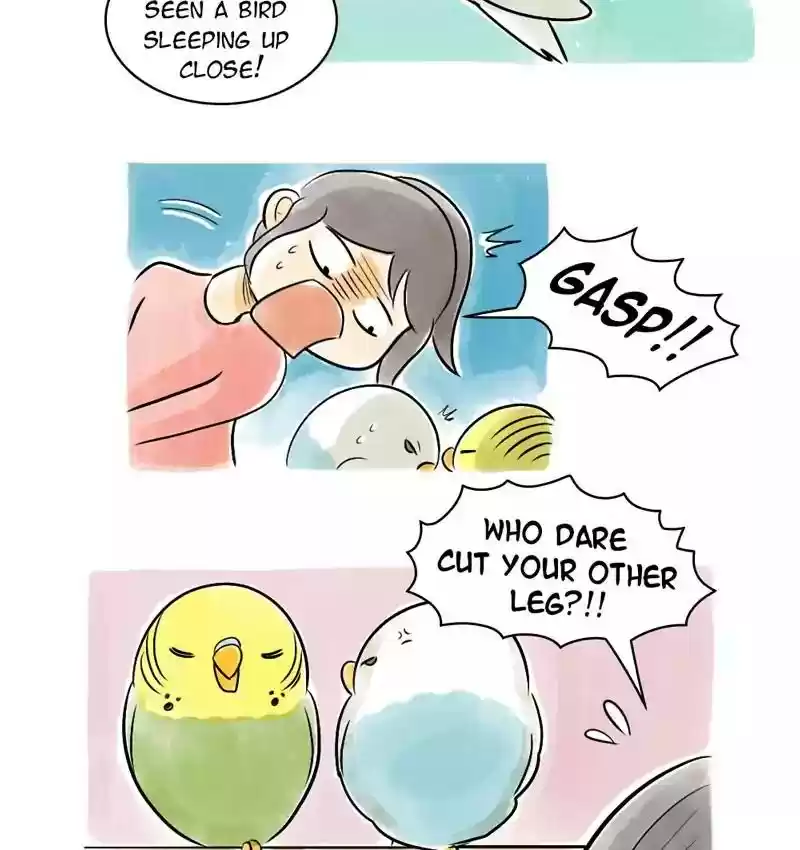 A Budgie's Life Chapter 114: Ep.114: