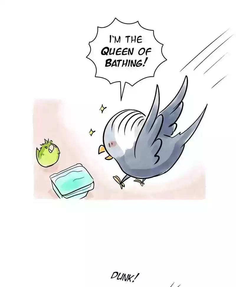A Budgie's Life Chapter 118: Ep.118: