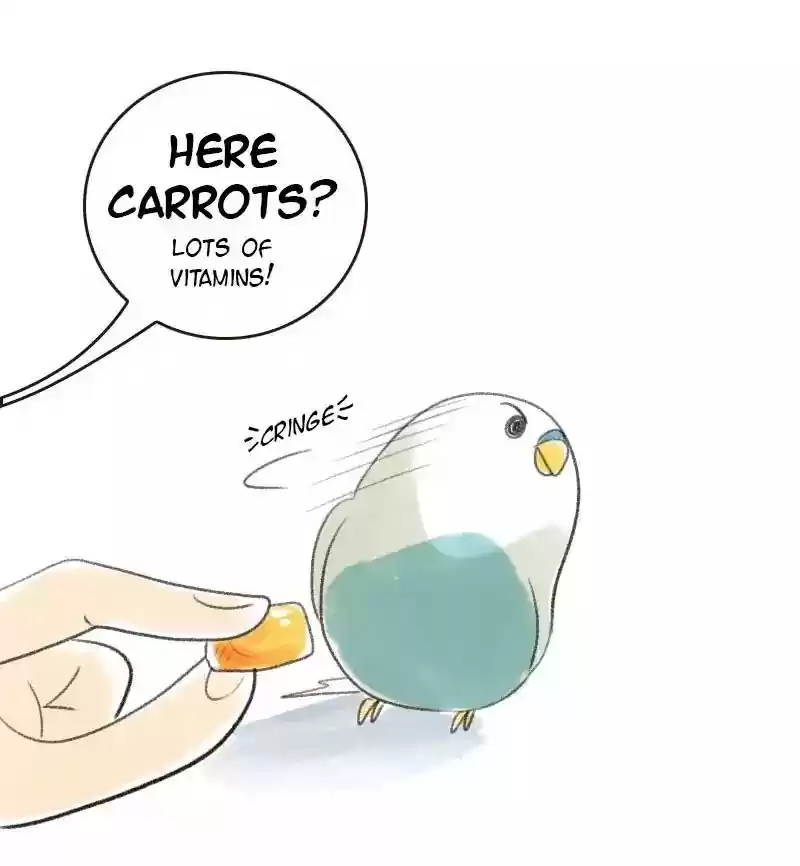 A Budgie's Life Chapter 13: Ep.13: