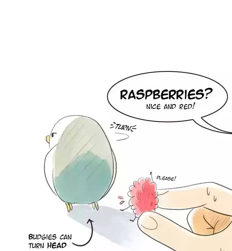 A Budgie's Life Chapter 13: Ep.13: