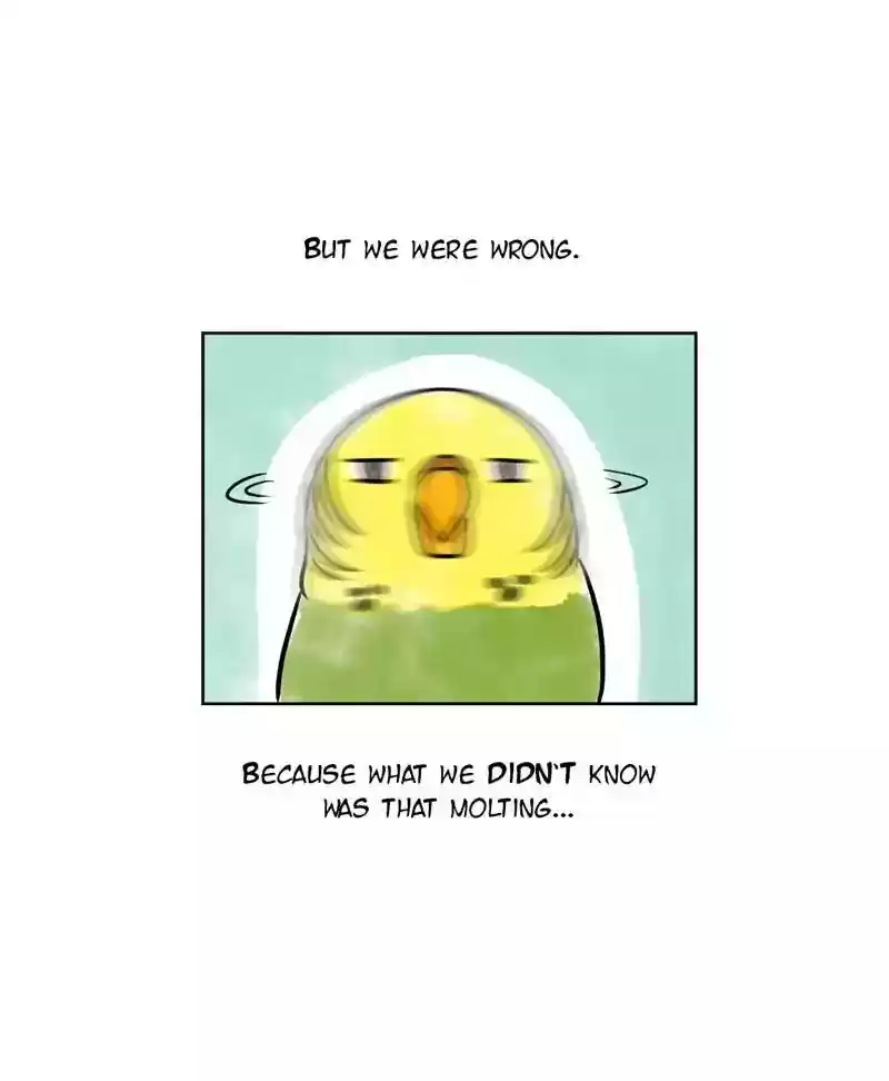 A Budgie's Life Chapter 137: Ep.137: