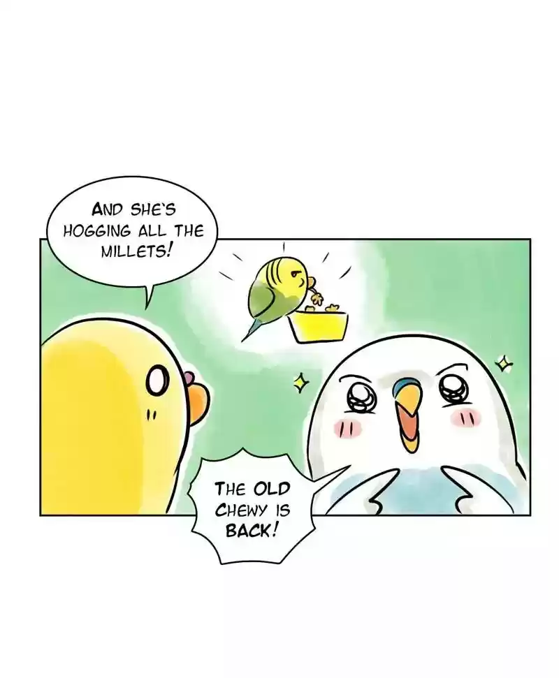 A Budgie's Life Chapter 137: Ep.137: