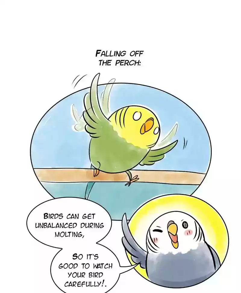 A Budgie's Life Chapter 137: Ep.137: