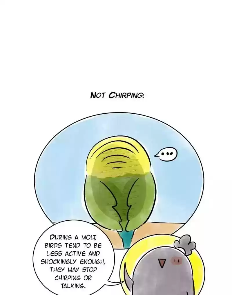 A Budgie's Life Chapter 137: Ep.137:
