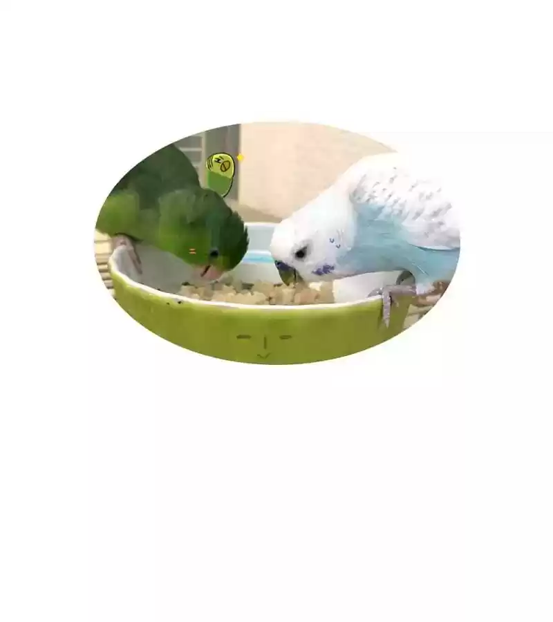 A Budgie's Life Chapter 138: Ep.138: