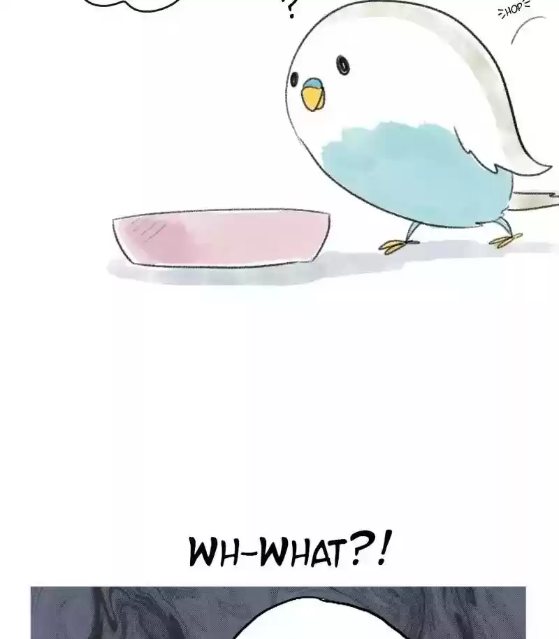 A Budgie's Life Chapter 14: Ep.14: