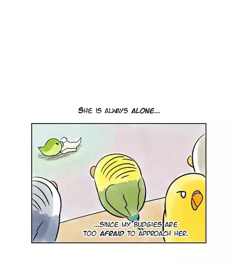 A Budgie's Life Chapter 141: Ep.141: