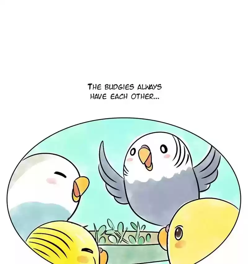 A Budgie's Life Chapter 141: Ep.141: