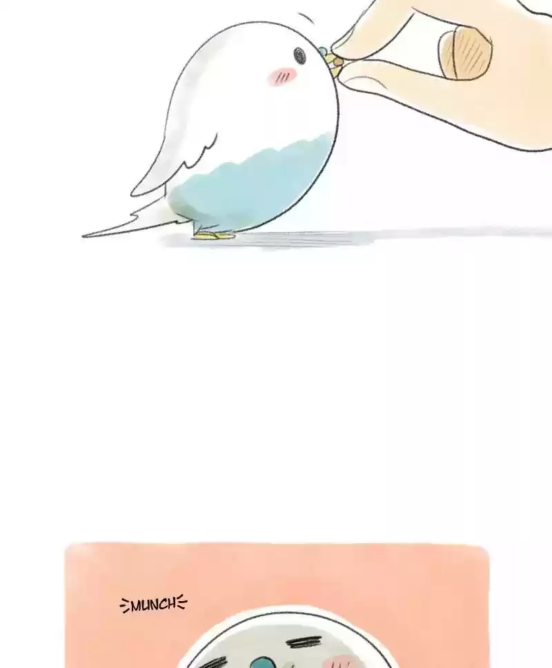 A Budgie's Life Chapter 15: Ep.15: