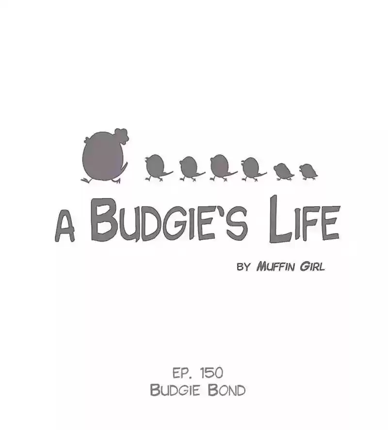 A Budgie's Life Chapter 151: Ep.150: