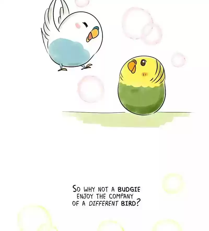 A Budgie's Life Chapter 151: Ep.150: