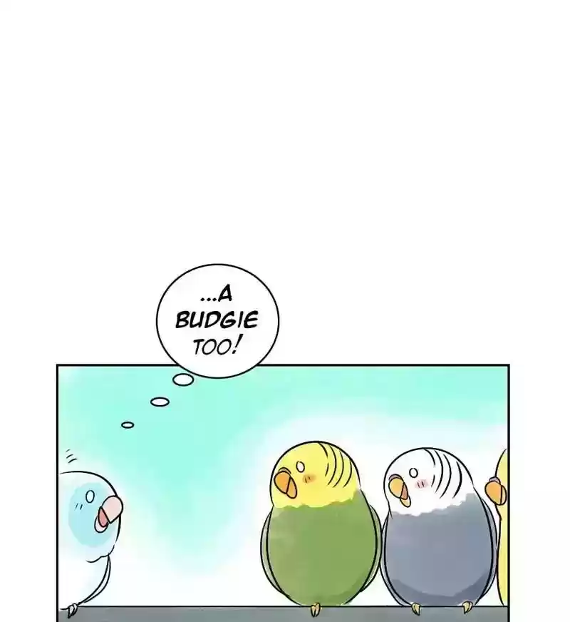 A Budgie's Life Chapter 152: Ep.151: