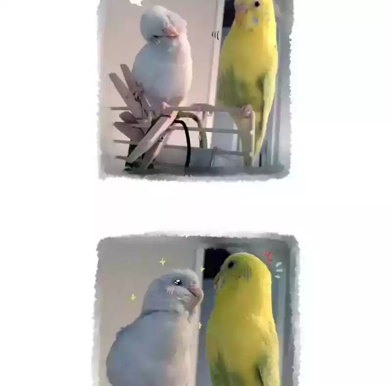 A Budgie's Life Chapter 155: Ep.154: