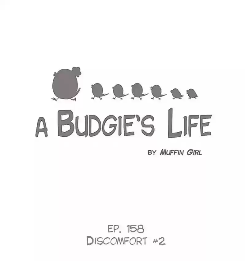 A Budgie's Life Chapter 159: Ep.158: